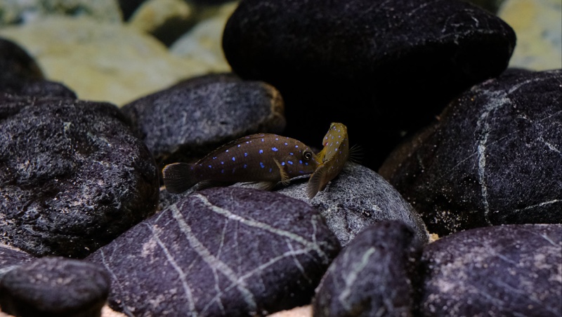 Tanganicodus sp. 'kavalla' Milima Island